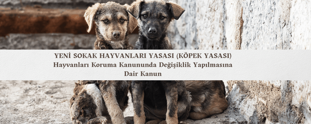 Yeni Sokak Hayvanları Yasası Yürürlüğe Girdi
